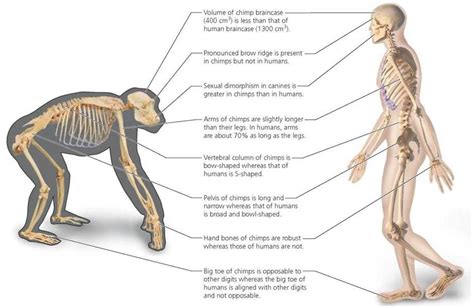 Difference between similar terms in 2021 | Human, Chimp, Canine