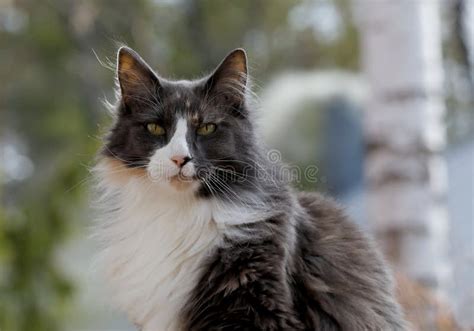 A Portrait of a Beautiful Tortoiseshell Norwegian Forest Cat Stock Image - Image of adorable ...