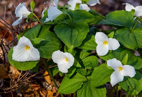 13 of Michigan's prettiest spring wildflowers - mlive.com