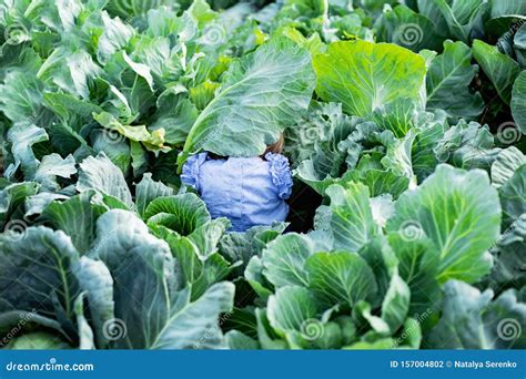 Baby Sitting in Cabbage Plant. Cute Little Girl on Cabbage Field Stock ...