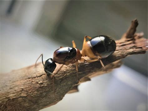 Banded Sugar Ant Queen- Camponotus Consobrinus – Queen of Ants