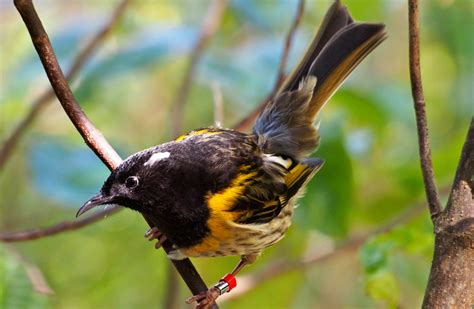 Stitchbird/hihi conservation: Meet the Locals videos