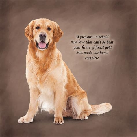 Quotes Funny Golden Retriever. QuotesGram