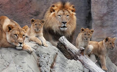 African Lion Cubs - The Sacramento Zoo | Sacramento zoo, Lion family, Lion species