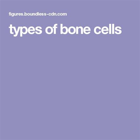 types of bone cells | Types of bones, Cell, Physiology