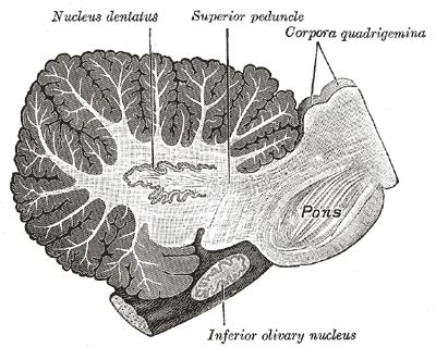 Deep cerebellar nuclei - wikidoc