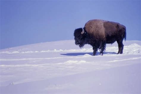 Buffalo in Snow. Dance Poses, Native Art, Bison, Classroom Activities ...