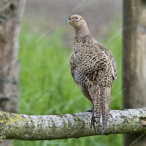 Bird Common Pheasant female, hens which we like to hunt. Stock Photo by ...