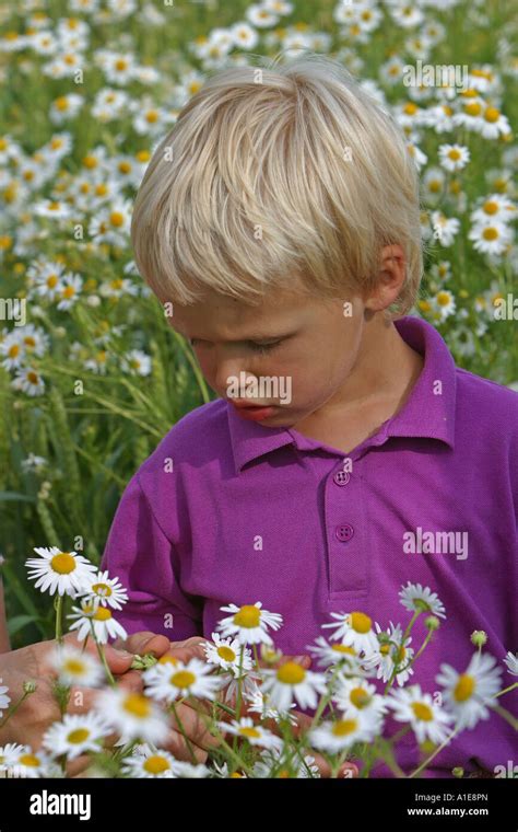 boy picking flowers in a flowering meadow Stock Photo - Alamy