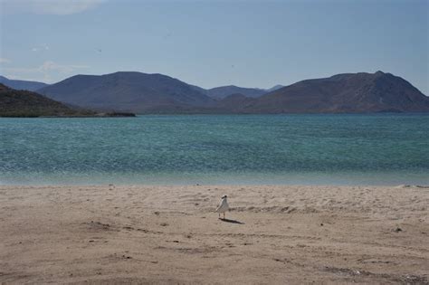 Mulege Beach | Baja california sur, Baja california, California