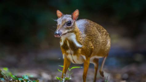 Vietnam Deer Species