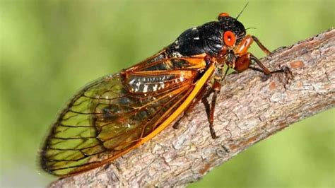 10 scintillating facts about cicadas | CBC News