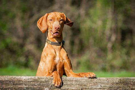 8 Vizsla Colors With Pictures: Choose Your Favorite