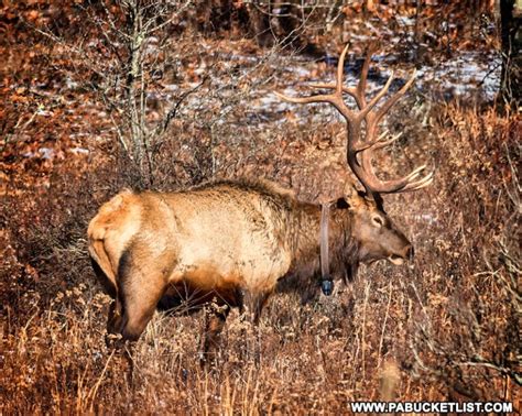 50 Best Pennsylvania Elk Photos - PA Bucket List