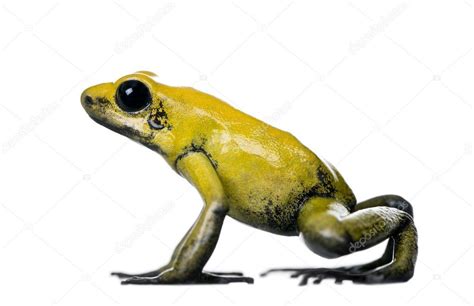 Side view of Golden Poison Frog, Phyllobates terribilis, against white ...