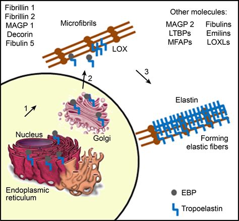 Elastin structure and its involvement in skin photoageing - Weihermann - 2017 - International ...