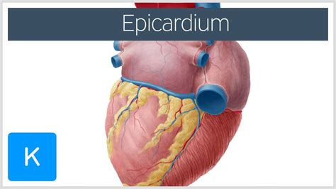 Epicardium - Definition & Function - Human Anatomy | Kenhub - YouTube