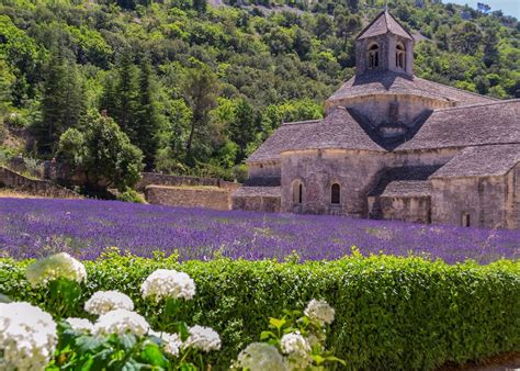Lavender fields at Abbaye de Sénanque, Les Bories and Gordes village ...