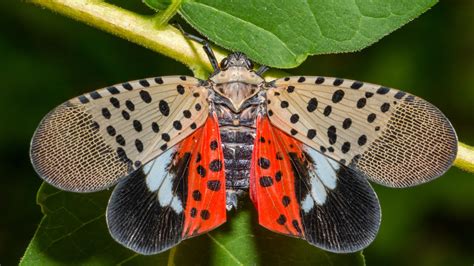 What You Need To Know About Spotted Lanternflies