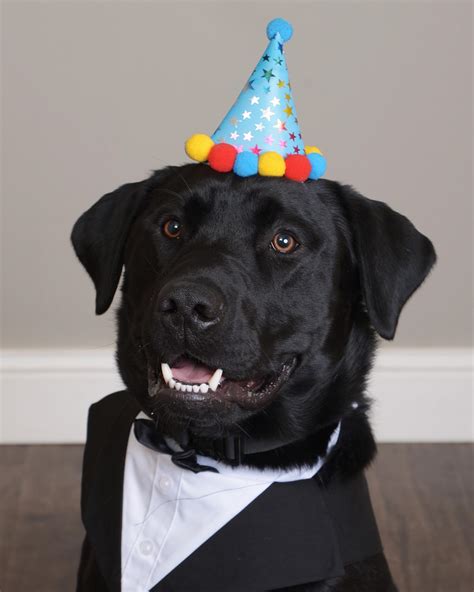 Three dogs wearing party hats. : birthdaydogs