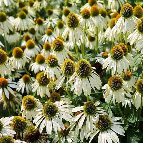 Echinacea Seeds - White Swan Coneflower Flower Seed