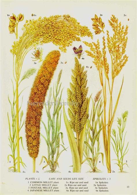 Millet Cereal Grain Food Chart Botanical Lithograph Illustration For ...