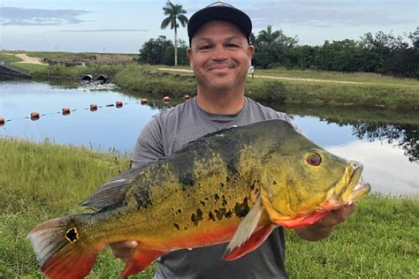 Florida Peacock Bass Record Falls After Nearly 30 Years! • Air Gun Maniac