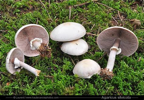 Agaric des bois - Agaricus silvicola