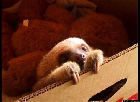 White Wolf : Cute Baby Sloths (Photos-Video)