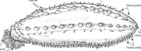 Sea Cucumber Anatomy