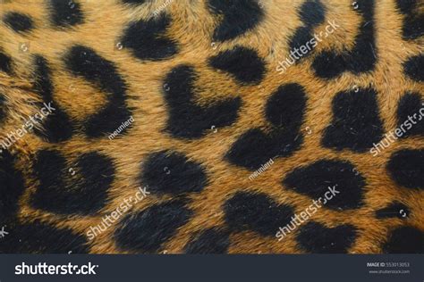 Jaguar Skin Close Up. Stock Photo 553013053 : Shutterstock