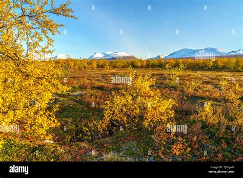 Abisko national park in september with autumn colors and Lapporten in background and snow on the ...