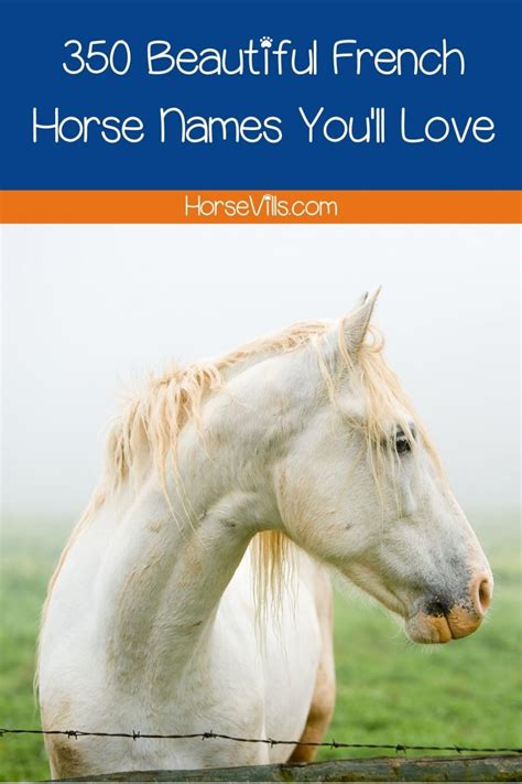 350 Beautiful French Horse Names for Mares and Stallions