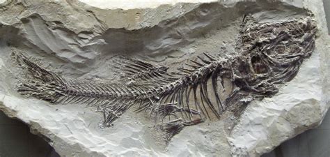File:Fossil - Schleie (Tinca).jpg - Wikipedia
