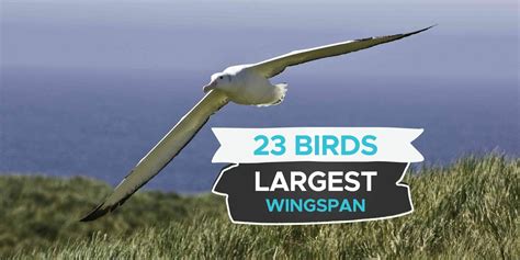 23 Birds With The Largest Wingspan [Incl. Pictures!] - Birdwatching Buzz