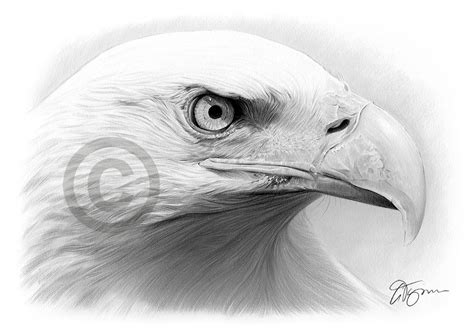 BALD EAGLE pencil drawing art print A4 / A3 signed by UK artist Bird ...