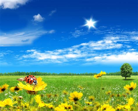 Download wallpaper 1280x1024 field, flower, tree, woods, ladybug, sky standard 5:4 hd background