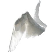 White Wings PNG Picture | PNG All