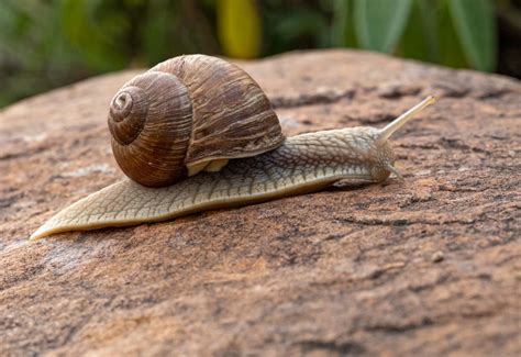 500+ Snail Pictures [HQ] | Download Free Images on Unsplash