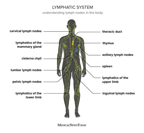 Advance Lymphatic Therapy Edmonton | Instep Massage Center