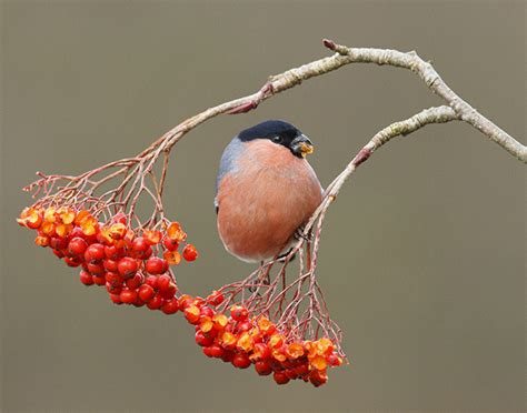 British finches: A simple guide - Country Life