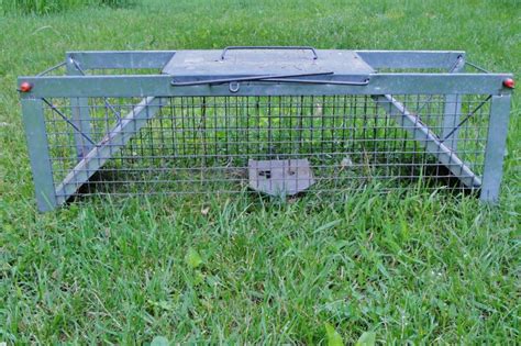 Best Raccoon Bait for Traps: What to Use to Trap Raccoons | Predator ...