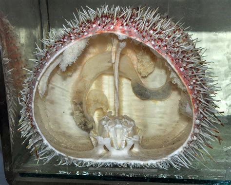 Sea urchin anatomy | Cambridge University Museum of Zoology,… | Flickr