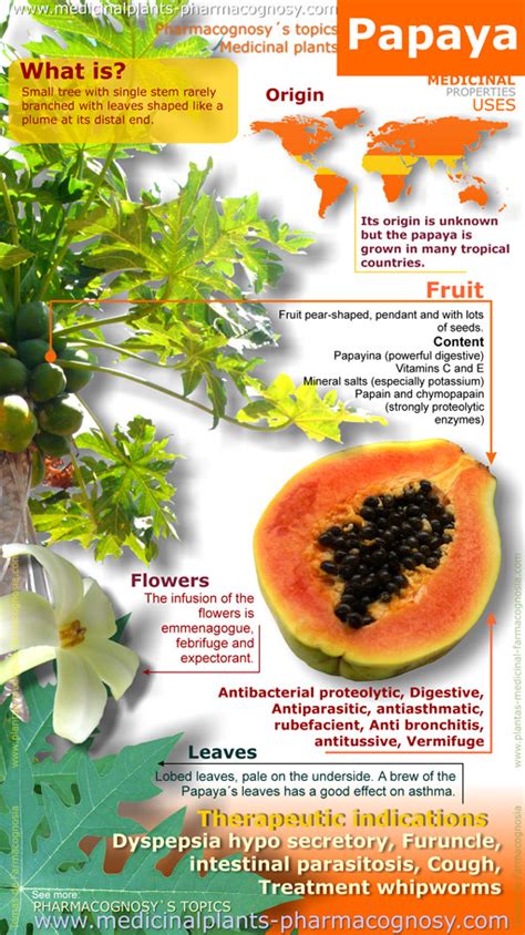 Papaya benefits. Infography - Pharmacognosy - Medicinal Plants