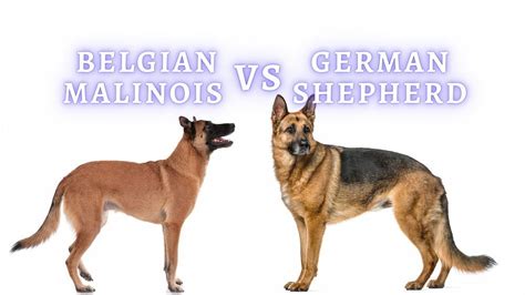 Belgian Malinois vs German Shepherd: Size, Intelligence and Care