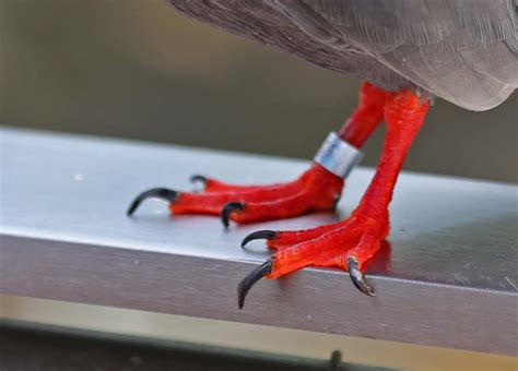 Pictures and information on Inca Tern