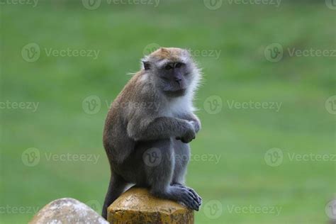 Long tailed Macaque 11548361 Stock Photo at Vecteezy