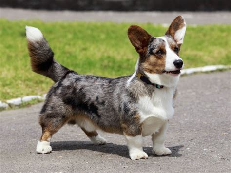 Are Corgis Born With Tails? - Stumps and Rumps