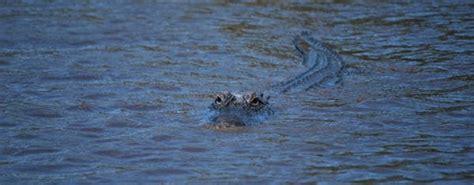 Central Florida Everglades night airboat tour with park admission ...