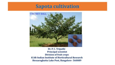 (PDF) Sapota cultivation